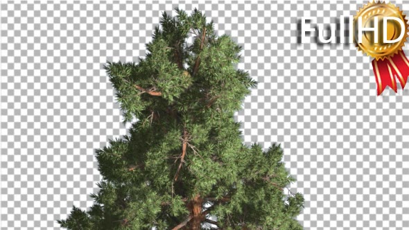 Top of Tree Scots Pine Coniferous Evergreen Tree alt