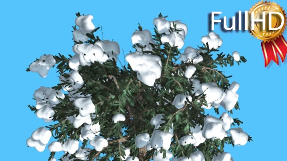 White Fir Crown Top Down Covered With Snow alt
