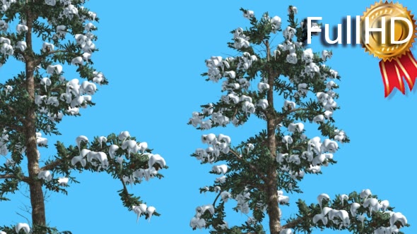 White Fir Two Thin Firs Snow on Branches alt