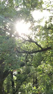 Aerial View of Green Forest in Summer