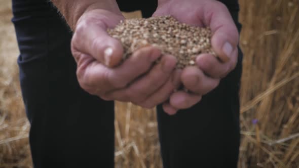 Hands of Adult Farmer Touching and Sifting Wheat Grains in a Sack. Wheat Grain in a Hand After Good