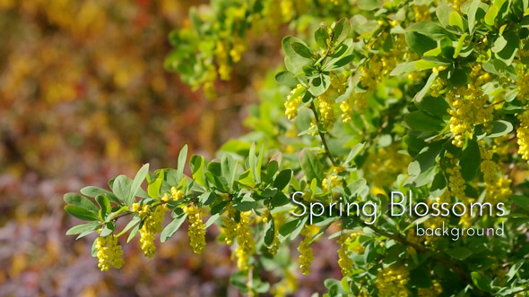 Spring Garden Blossoms