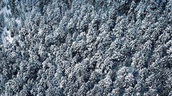 Flying Over Forest With Snow Falling alt