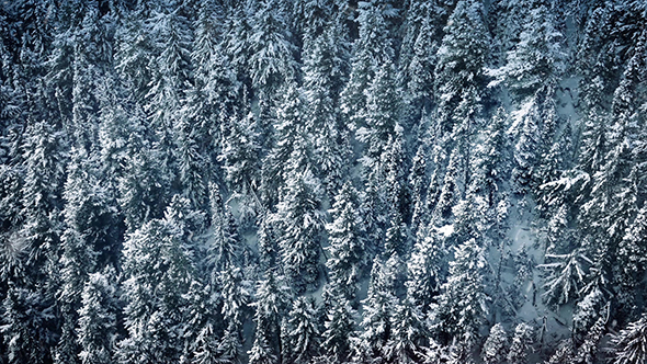 Flight Past Forest In Snowfall