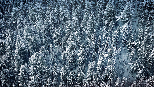 Flight Past Forest In Snowfall alt