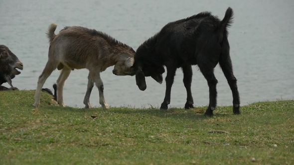 Bodley Goats Playing On a Meadow