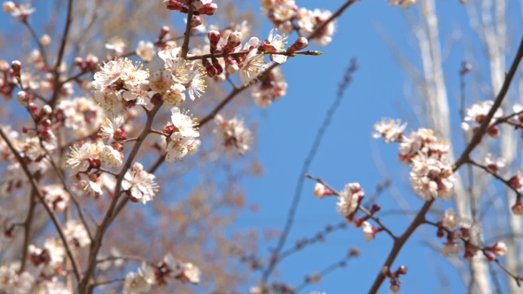 Spring Cherry Flowers, White Flowers And Buds