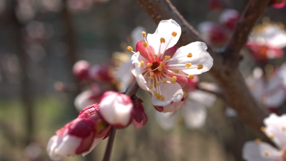 Spring Cherry Flowers, White Flowers And Buds