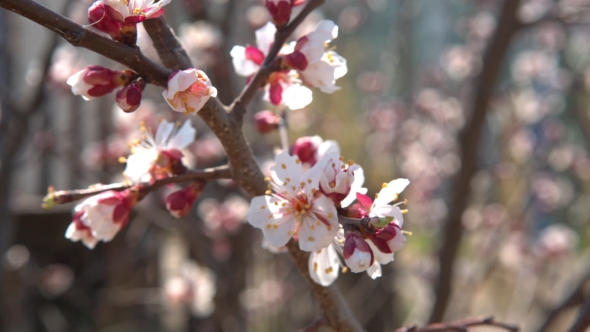 Spring Cherry Flowers, White Flowers And Buds