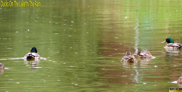 Ducks On The Lake In The Rain