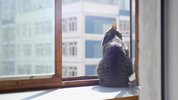 Cat Sitting On The Window