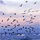 Frozen Sea Gulls 4 (Big Flock) - VideoHive Item for Sale