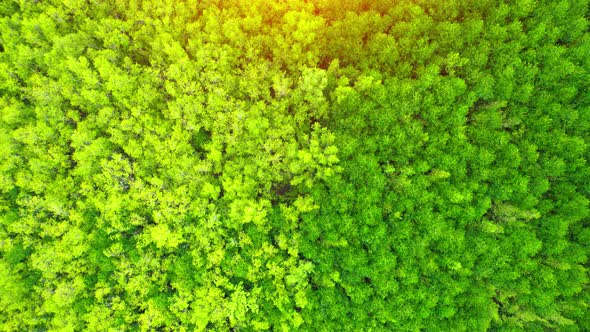 Aerial view Top view of Mangroves forest. An ecosystem in the thailand.