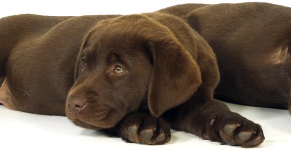 Brown Labrador Retriever, Puppies on White Background, Sleeping, Normandy, Slow Motion 4K