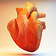 3D Heart Anatomy - 3DOcean Item for Sale