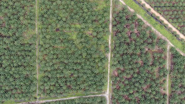 Aerial View of The Palm Oil Estates