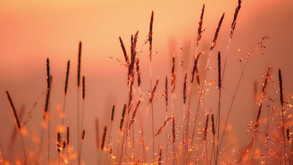 Field of Grass in Backlight Sunlight