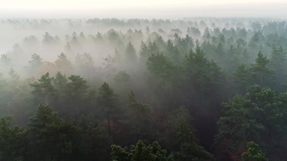 Flying Over Deep Fog Forest Before Sunrise. Pine Tree in the Mist Aerial Shot