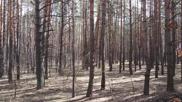 Trees in a Pine Forest During the Day Aerial View