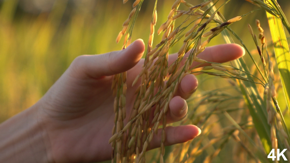 Rice And Hand