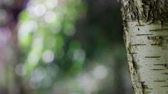 Birch With Bokeh Lights