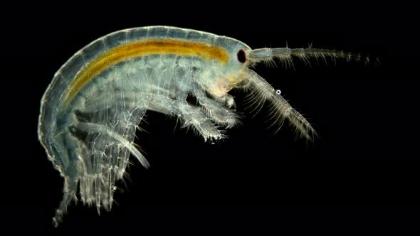 Amphipoda Eulimnogammarus Sp. Under the Microscope. Endemic Species. Subphylum Crustacea