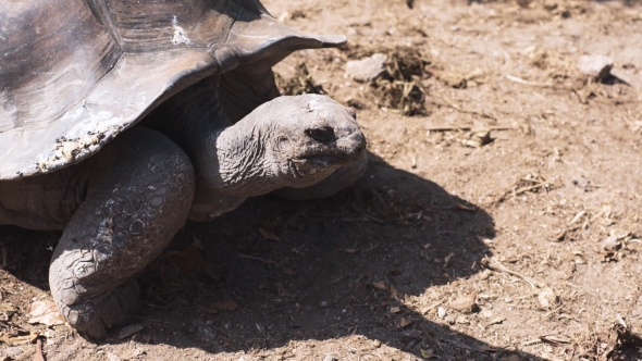 Aldabra Giant Tortoise In Nature