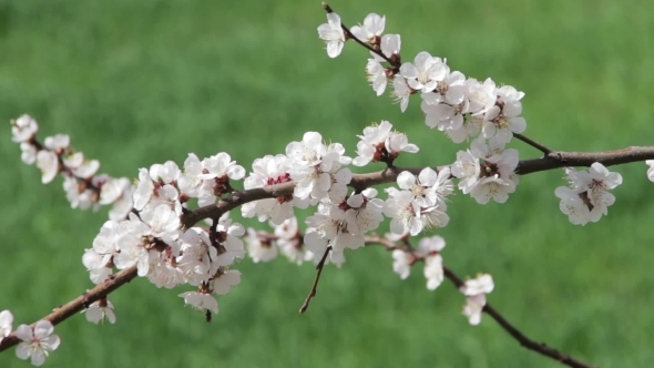 Apricot Flower Blooming In Spring