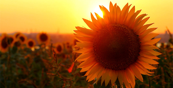 Flowering Sunflowers