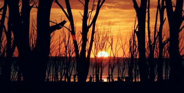 Beautiful Sunset at Lake through Trees.Timelapse.