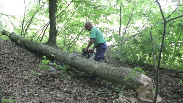 Man Sawing Wood Chainsaw