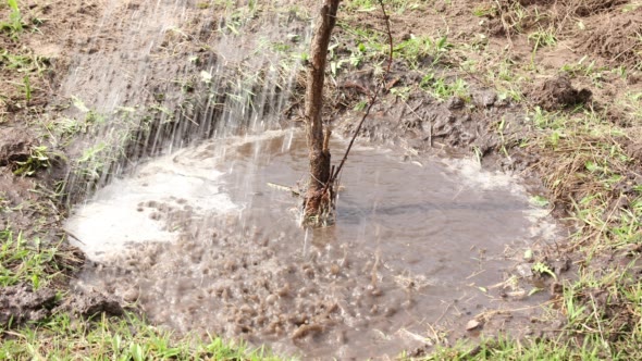 Planting a Tree