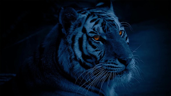 Tiger At Night With Glowing Eyes