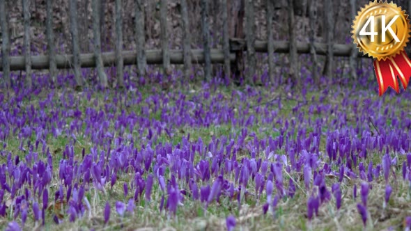 Filed of Purple Crocus Flowers in Spring