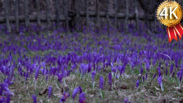 Filed of Purple Crocus Flowers in Spring