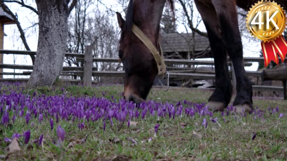 Chestnut Horse Grazing in a Field of Crocus