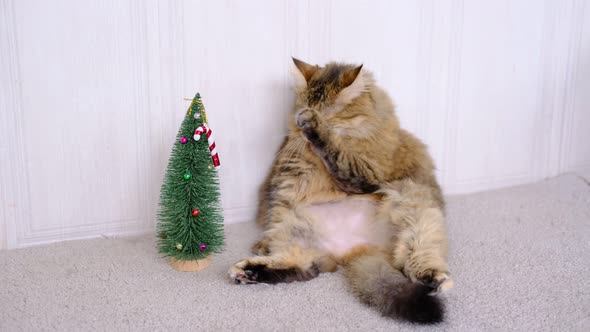 Furry Grey Kitty Yawns and Washing Licks It's Paw Near Small Christmas Tree and Candy Toy on the Top