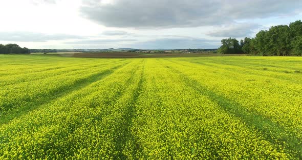 Aerial View Of Yellow Rapeseed Field 2