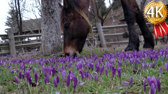 Chestnut Horse Grazing in a Field of Crocus