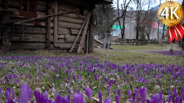 Filed of Purple Crocus Flowers in Spring