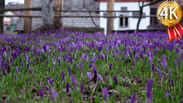 Filed of Purple Crocus Flowers in Spring