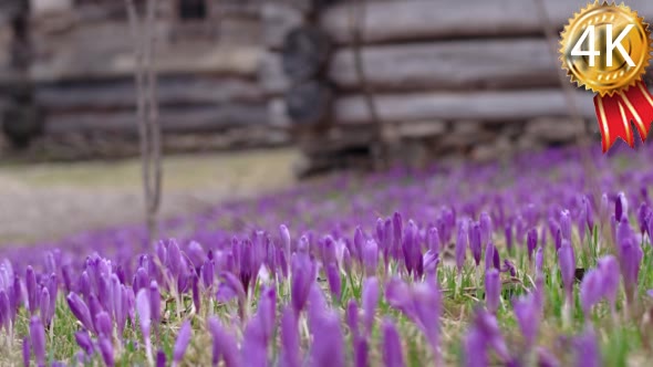 Filed of Purple Crocus Flowers in Spring