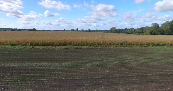 Aerial View And Travelling Shot Through Lines Of Cornfield 7