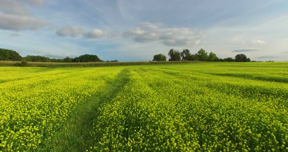 Aerial View Of Yellow Rapeseed Field 1