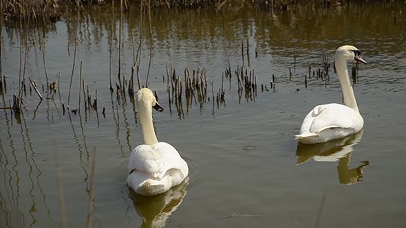 Two Swans Swimming Together in Pond