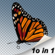 10 Flying Butterfly - VideoHive Item for Sale