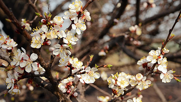 Flowering Cherry Tree