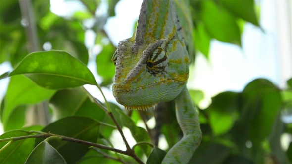 Chameleon On a Tree Branch