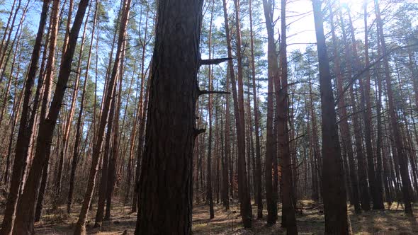 Inside a Pine Forest By Day Slow Motion