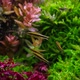 Aquarium And Fish - VideoHive Item for Sale